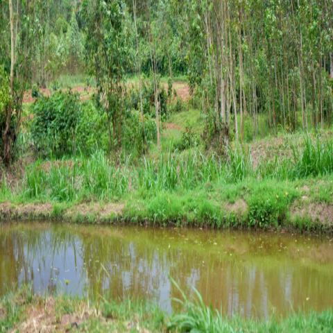 Miu Irrigation Weir
