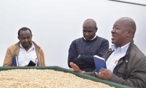 Nyeri