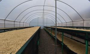 Nyeri
