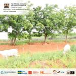 Empowering local creativity 